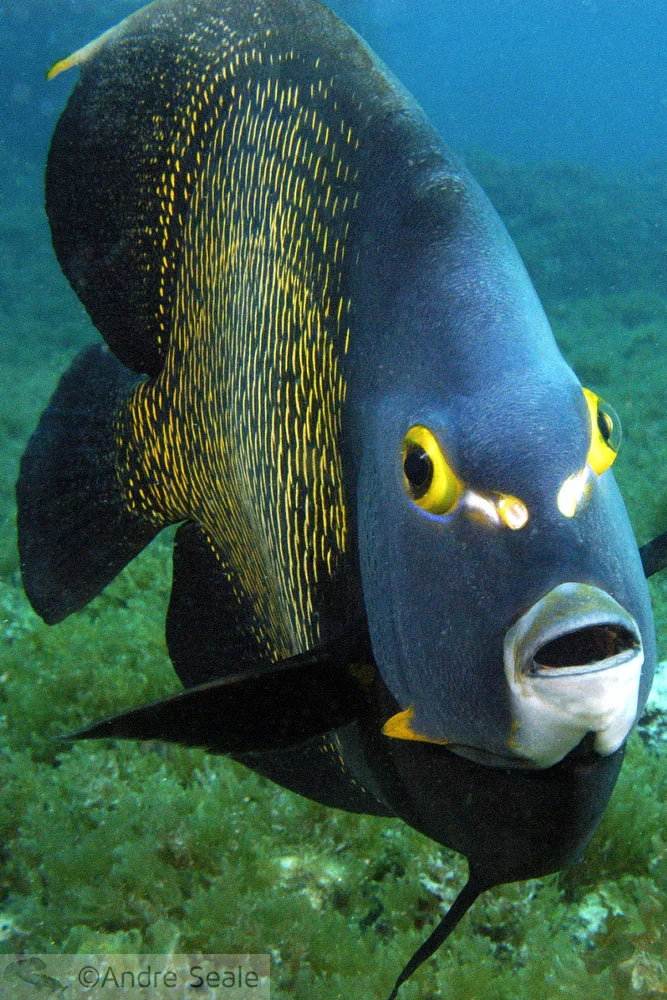Mergulho em Fajardo - peixe-frade