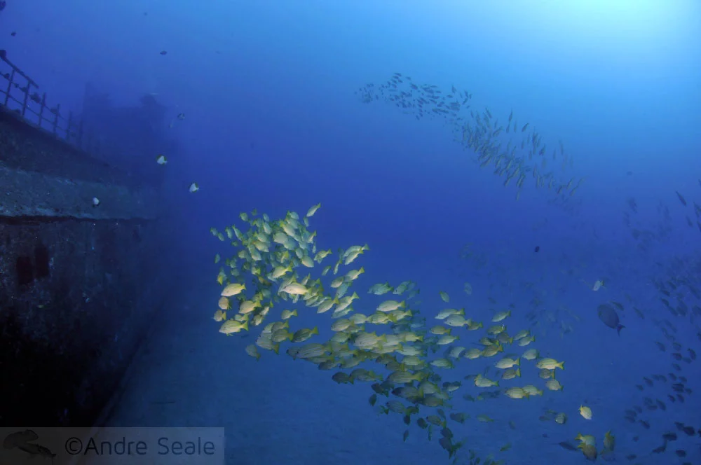 Cardume de peixes - Mergulho no Sea Tiger - Honolulu
