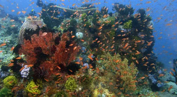 Sexta Sub: um sonho carnavalesco
