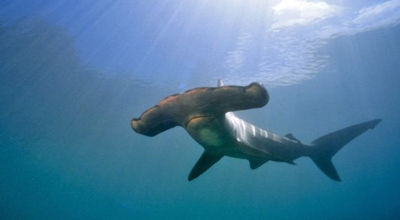 Dia histórico para a conservação dos tubarões