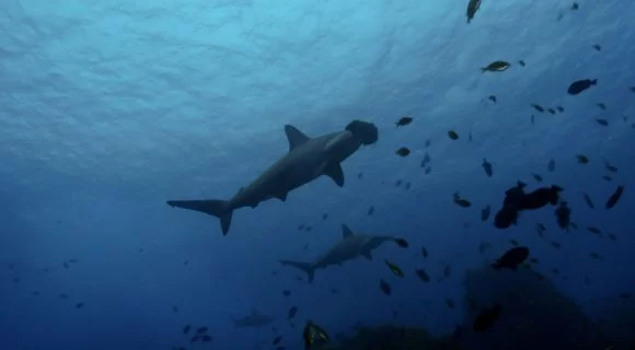 Sexta Sub: #CITES4sharks