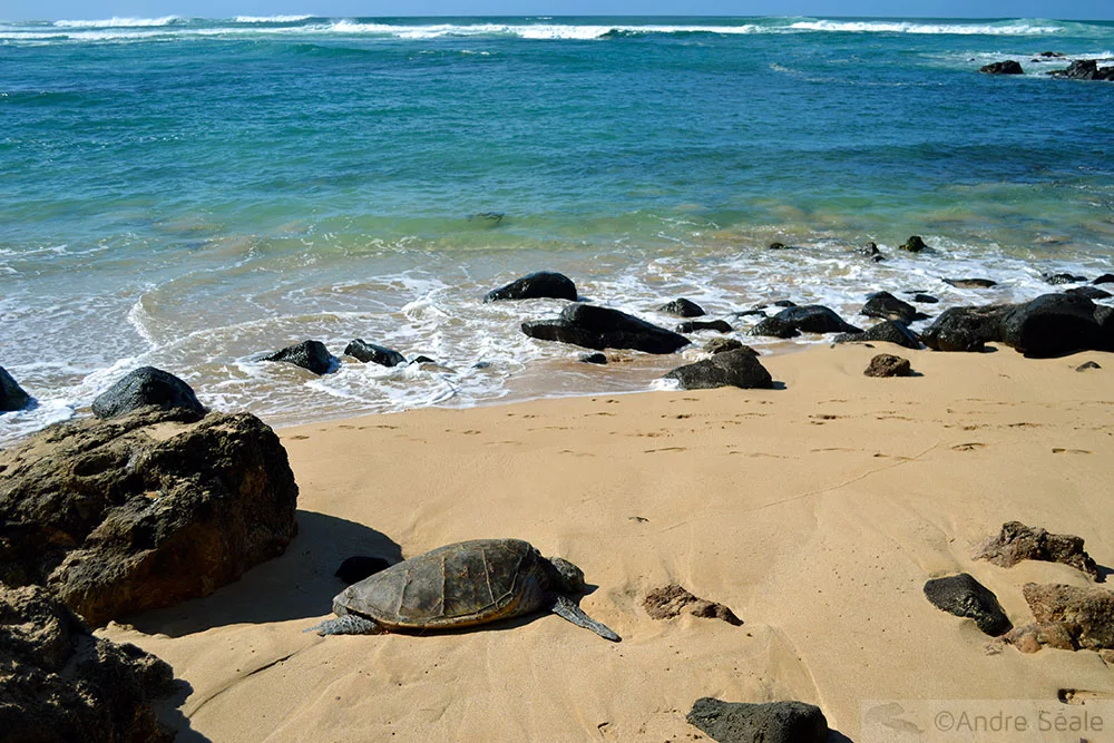 Dois dias em Oahu - tartaruga em Laniakea