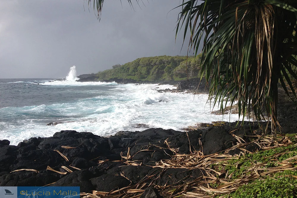 Costa de Puna-Pahoa - Big Island - Havaí