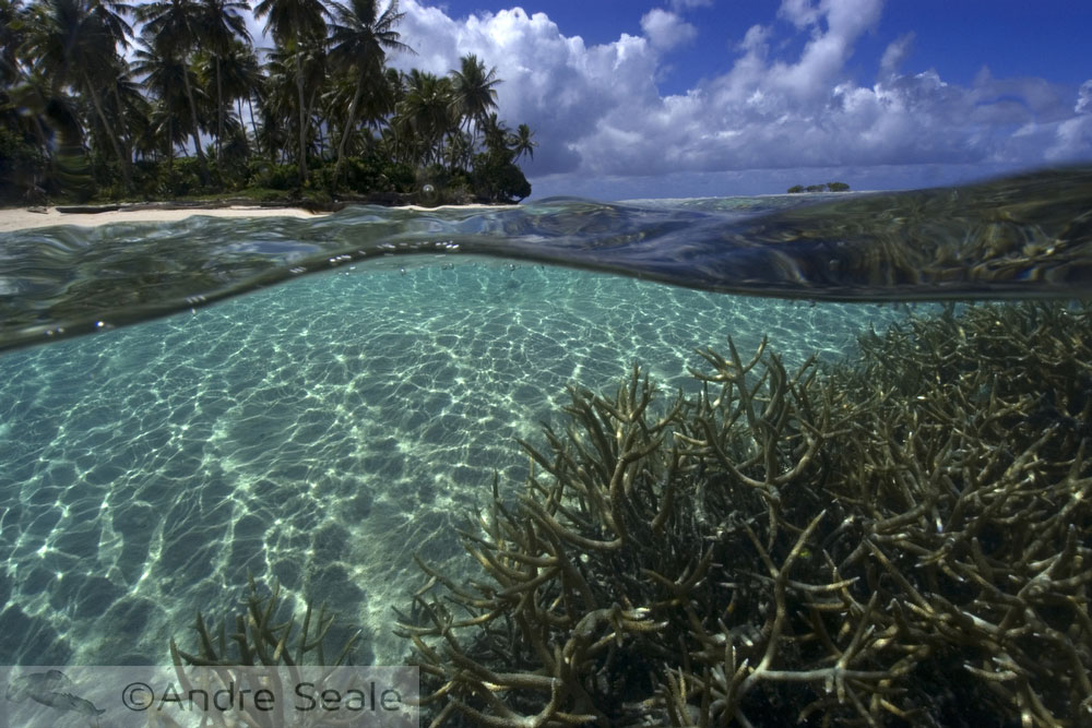 Relax underwater - sexta sub - Chuuk - Micronésia