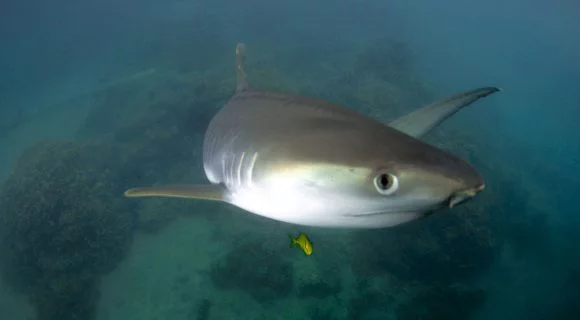 Sexta Sub: Shark Week está chegando