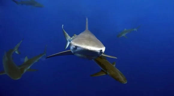 Sexta Sub: cartoons da Shark Week