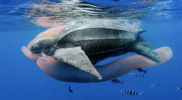 Sexta Sub: minhas fotos prediletas do WPY2013