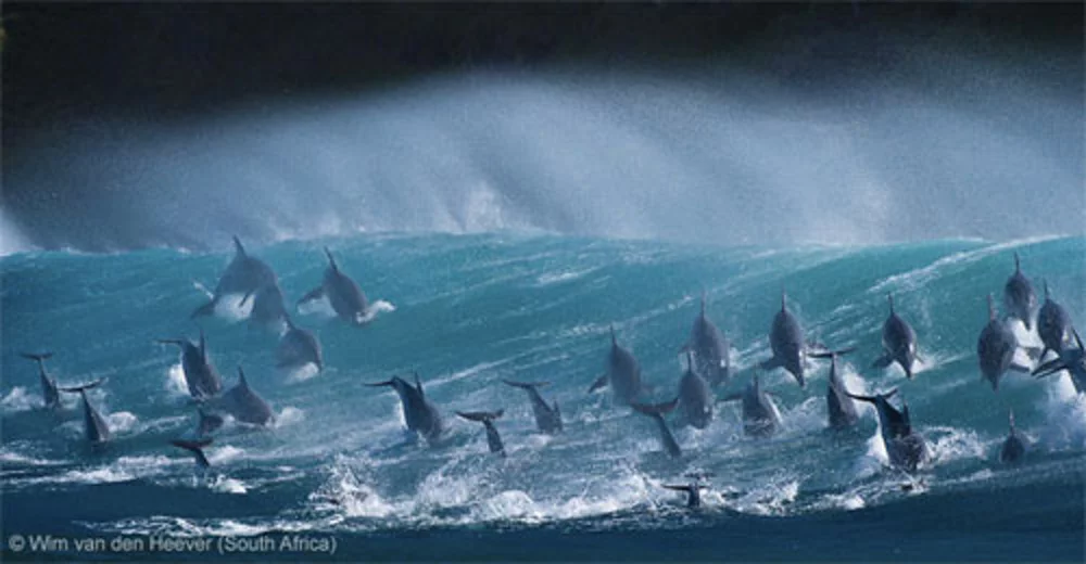 WPY2013 - Wim van den Heever - Surfing delight