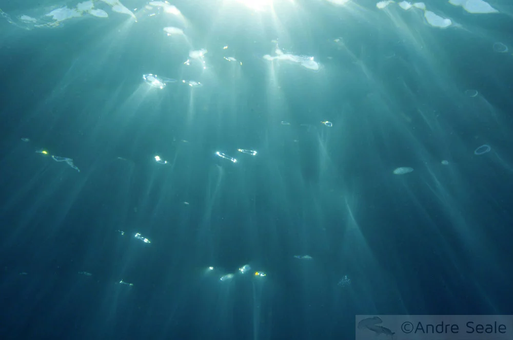 Efeito Catedral - fotografia subaquática