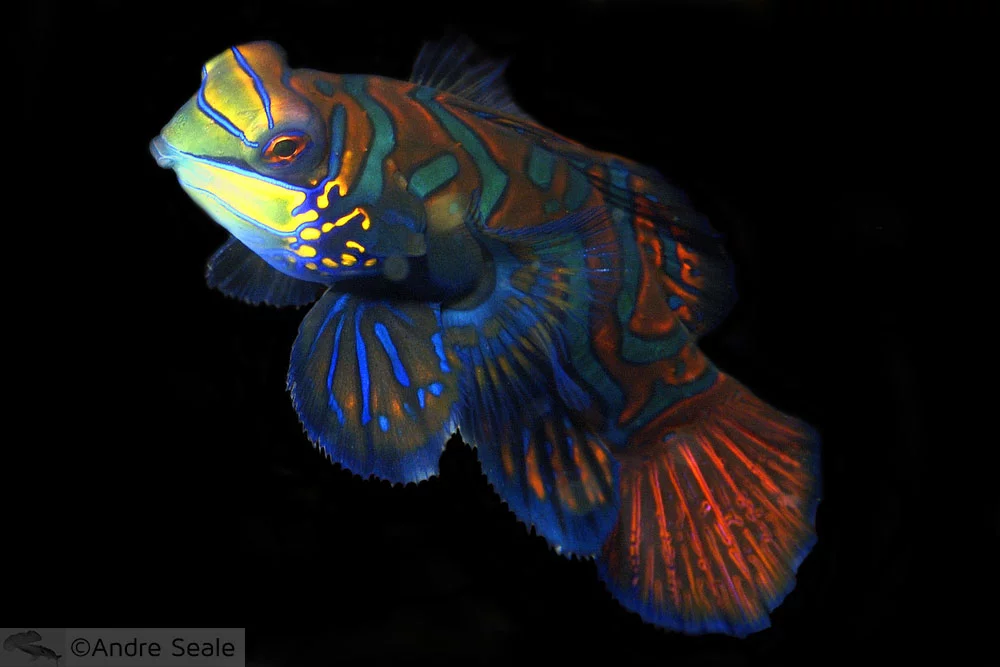 Peixe mandarim