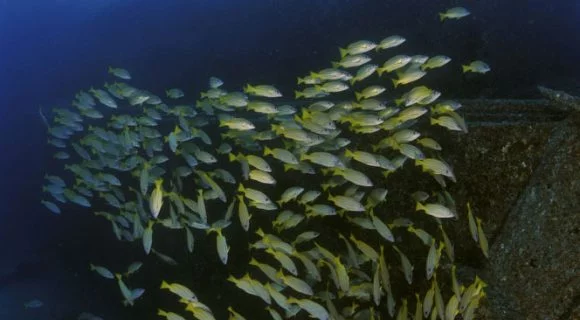 Sexta Sub: dois mil e quatorze