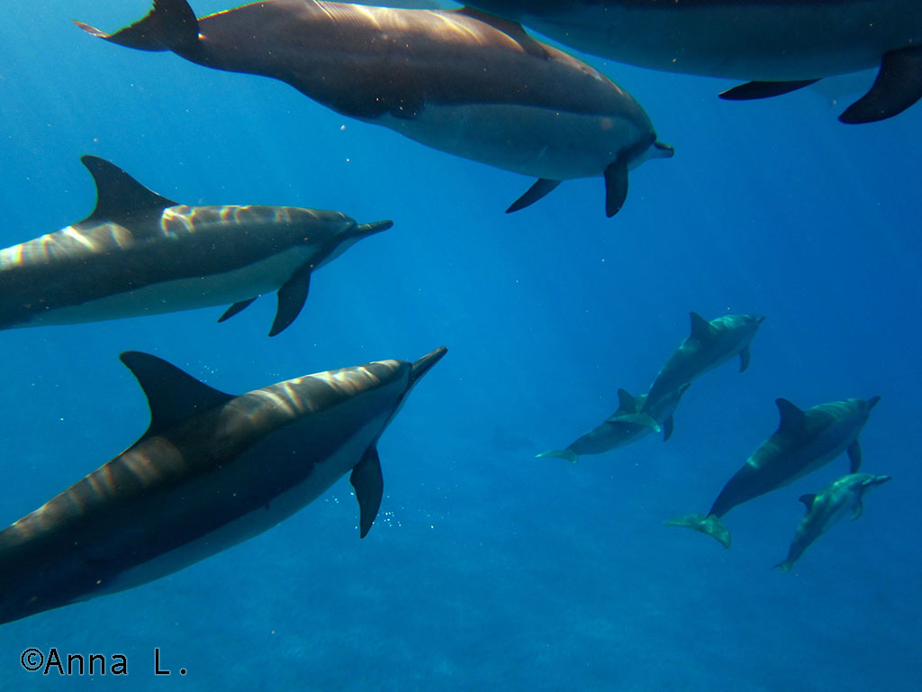 15 dias no Havaí da Anna - golfinhos rotadores