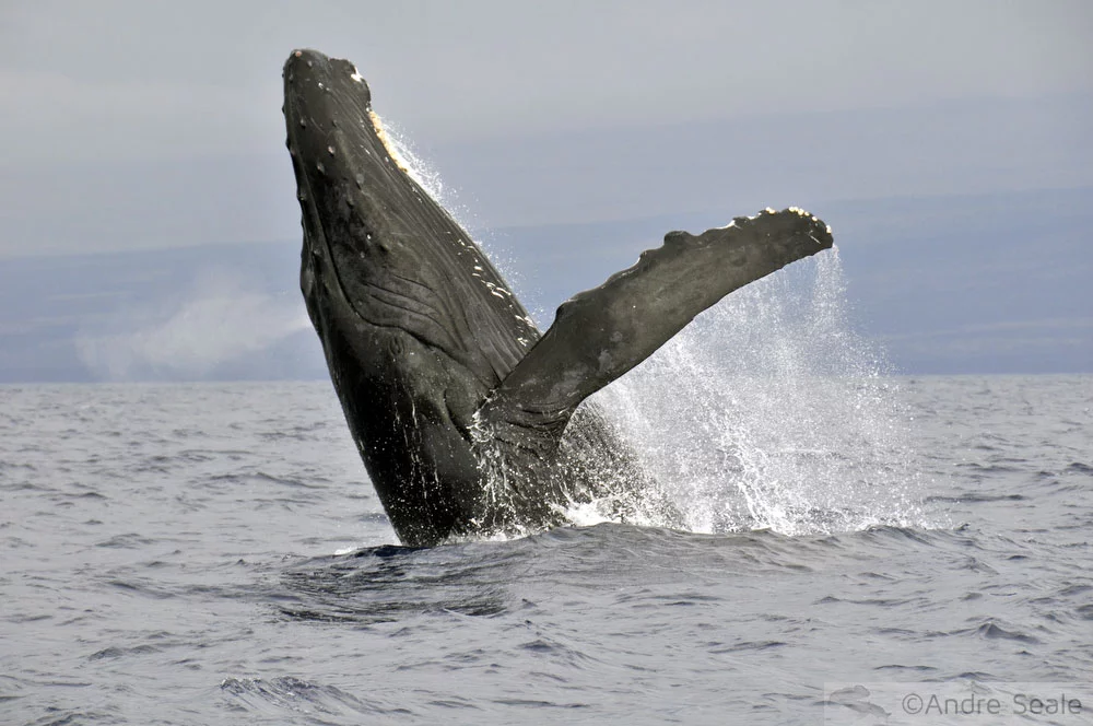 Baleia jubarte - Havaí no Globo Repórter