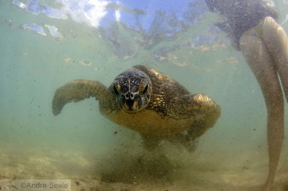 Tartaruga marinha - Havaí do Globo repórter