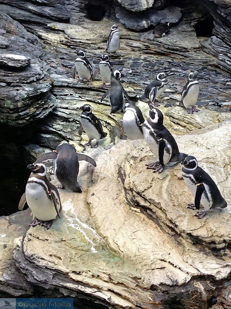 Pinguins de Magalhães - Oceanário de Lisboa - Portugal
