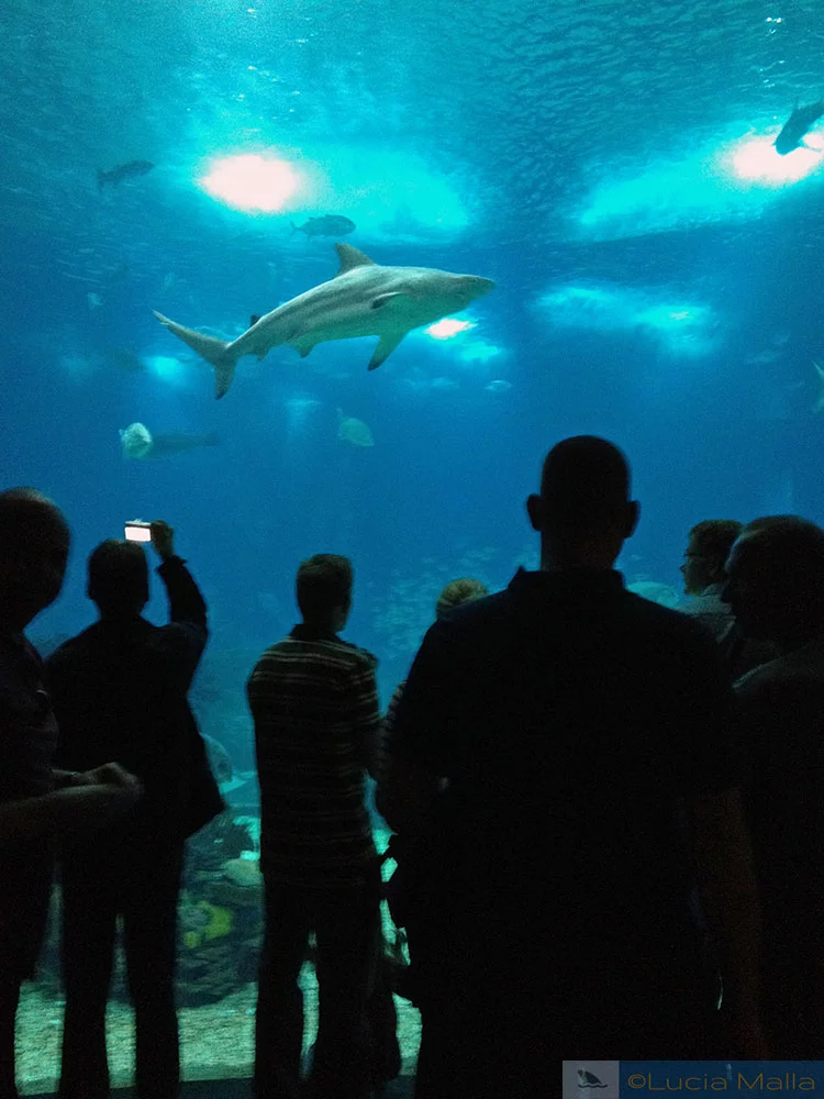 Tanque principal - Oceanário de Lisboa - Portugal