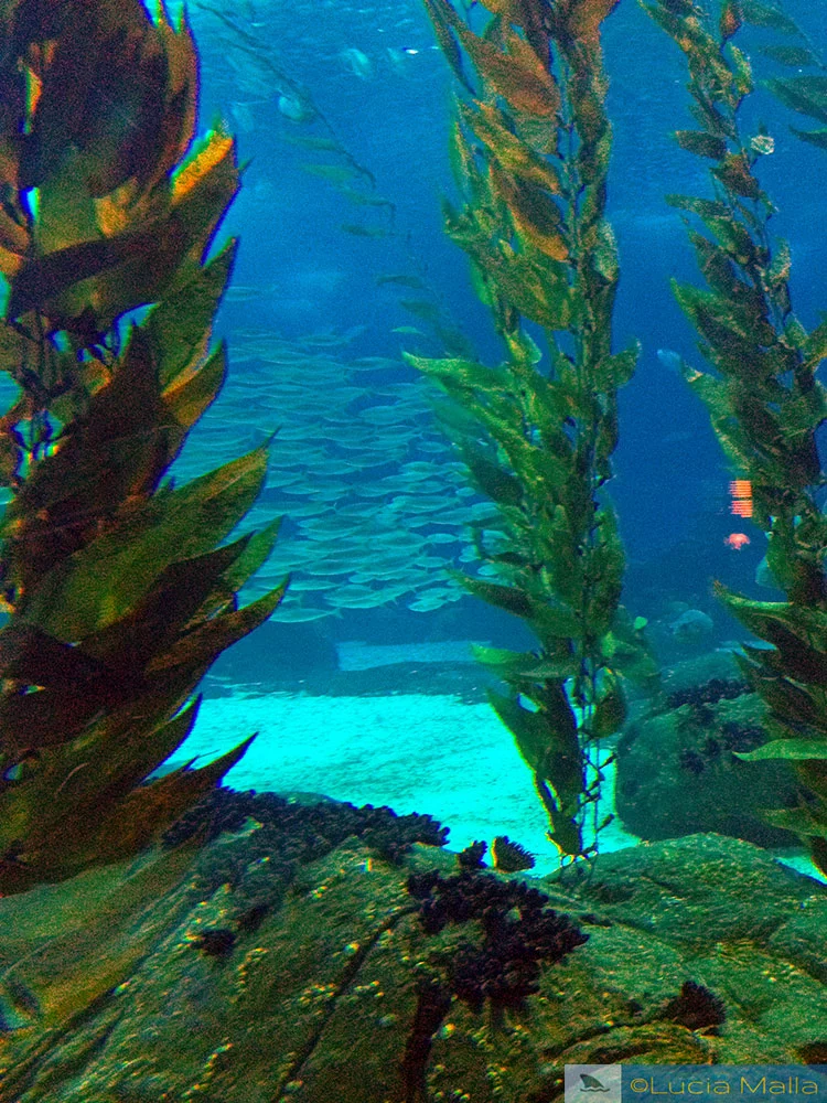 floresta de kelp - tanque do Oceanário de Lisboa - Portugal