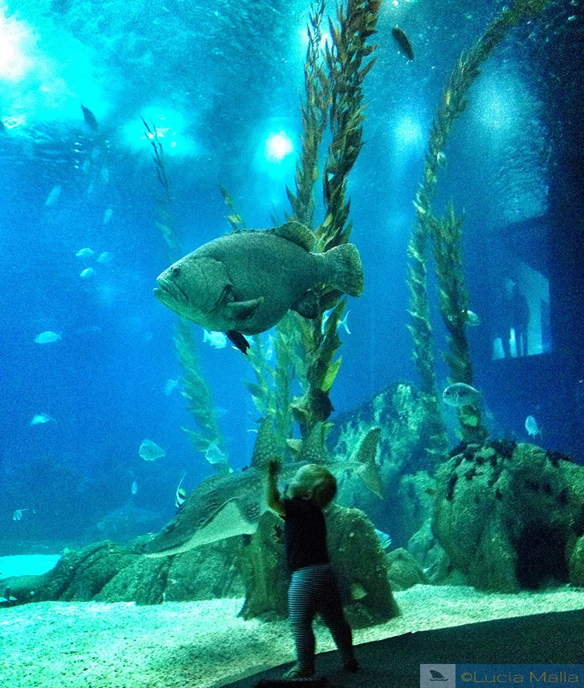 Oceanário de Lisboa