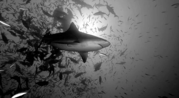 Minhas top 5 viagens com tubarões