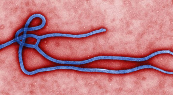 Sobre a epidemia atual do vírus Ebola