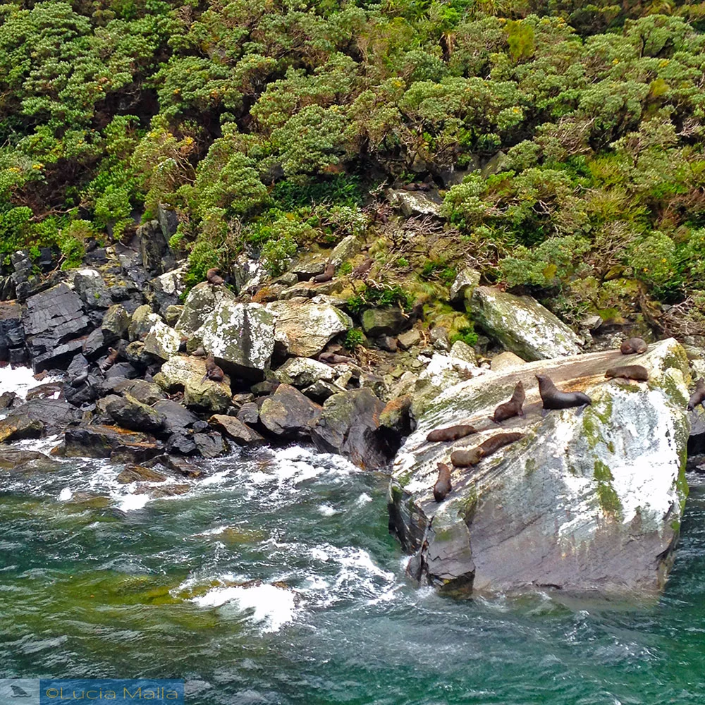 Focas no Milford Sound - Nova Zelândia