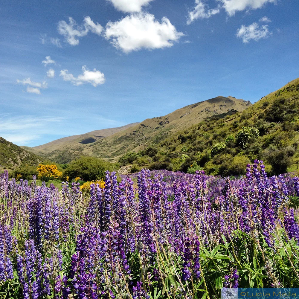 Lupinos - Roteiro Nova Zelândia em 12 dias - Ilha Sul
