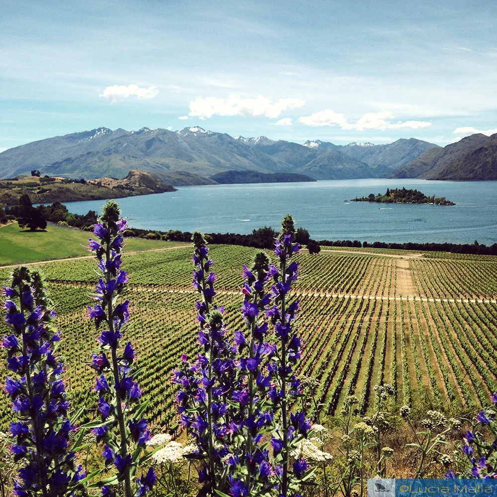Vinícola Rippon - Wanaka - Ilha Sul - Roteiro Nova Zelândia em 12 dias