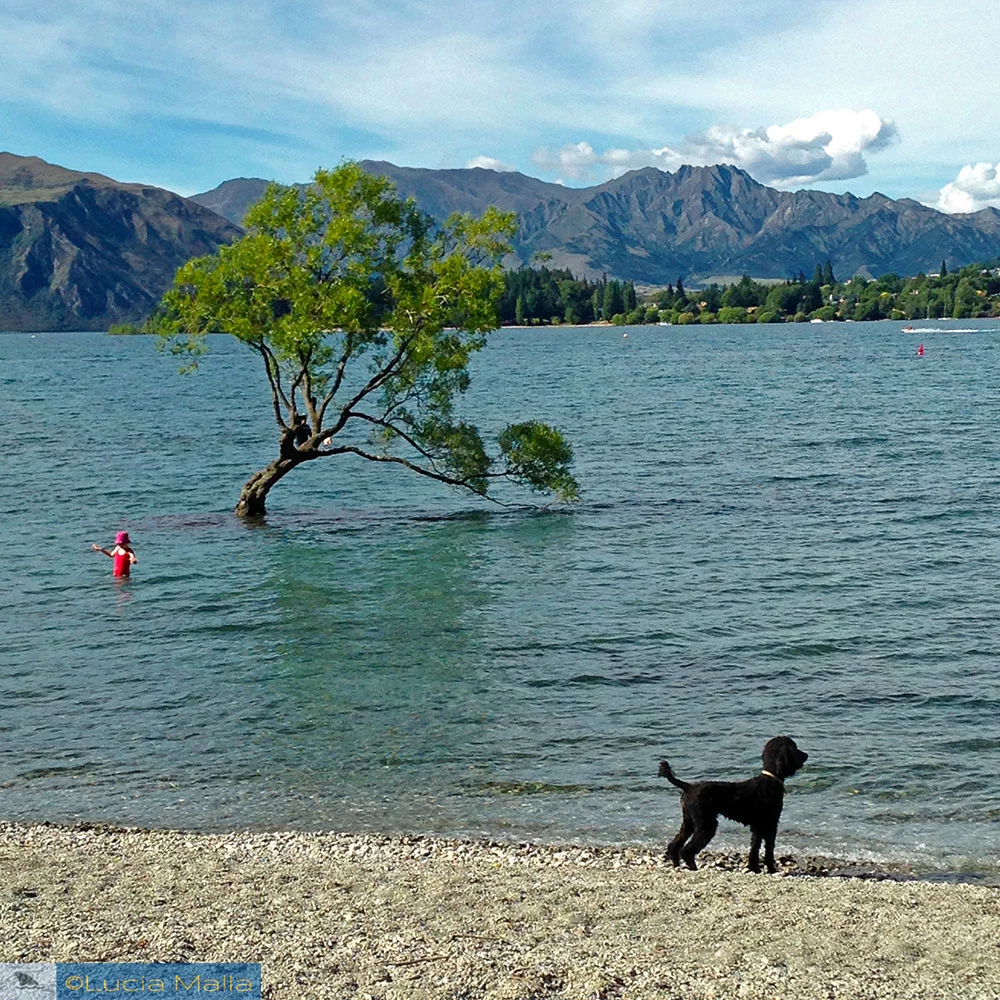 That Wanaka Tree - Roteiro Nova Zelândia em 12 dias