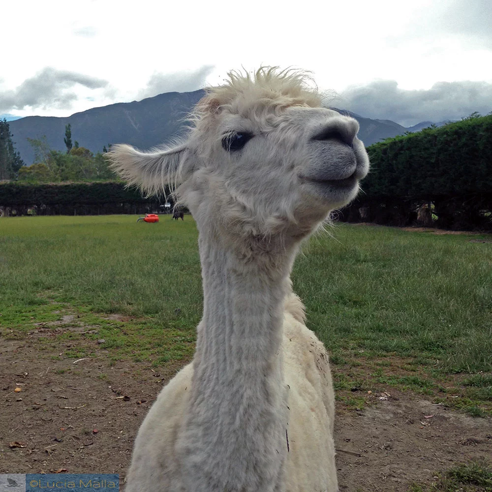 Animal Farm - Kaikoura