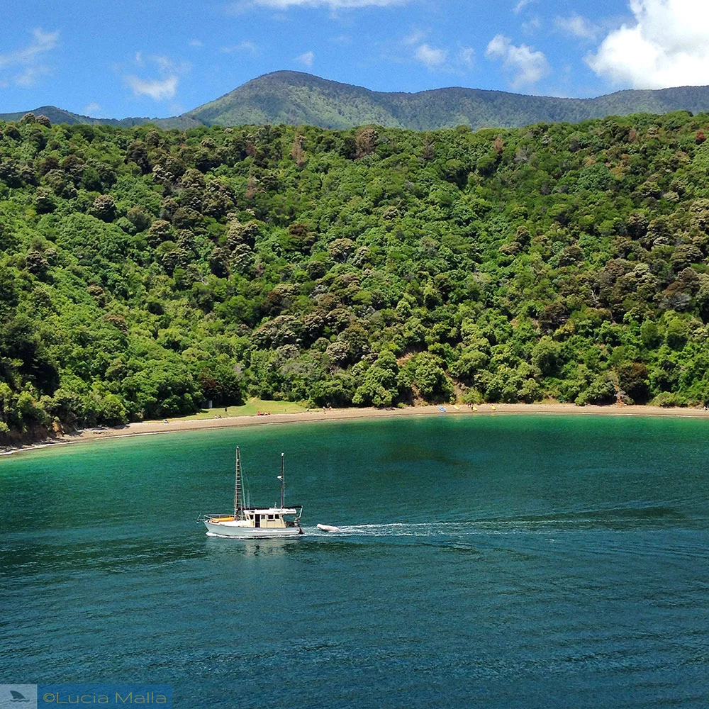 Roteiro Nova Zelândia em 12 dias - Travessia para Wellington e Rotorua