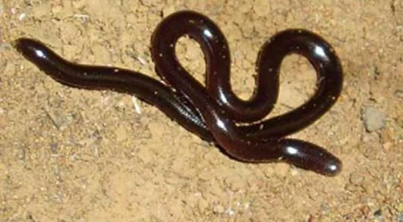 Entre cobras e lagartos no Havaí