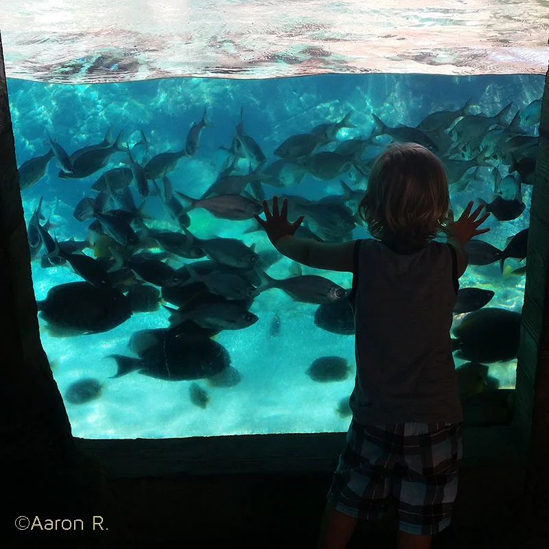 Aulani para crianças