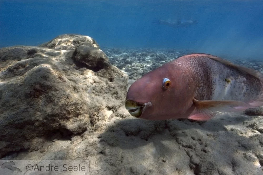 Snorkel em Hanauma Bay - peixe papagaio
