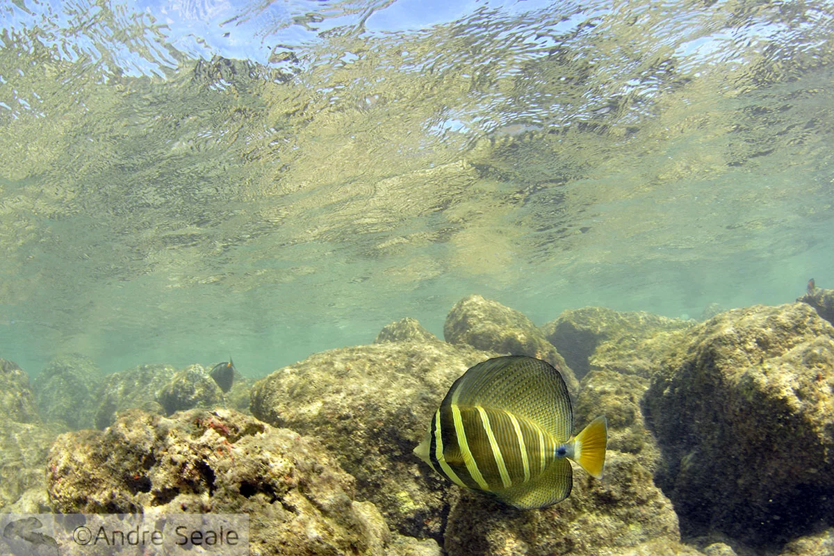 Peixe em snorkel em Hanauma Bay