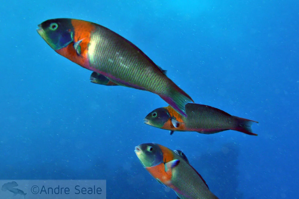 Peixe Bodião-de-sela - Havaí