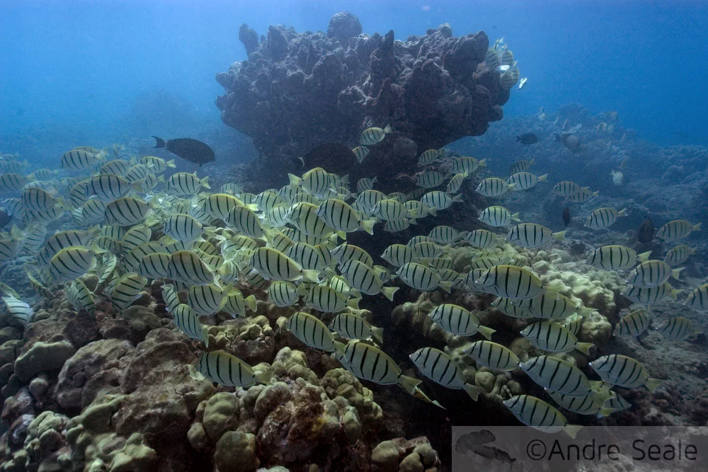Hanauma Bay - cardume de maninis
