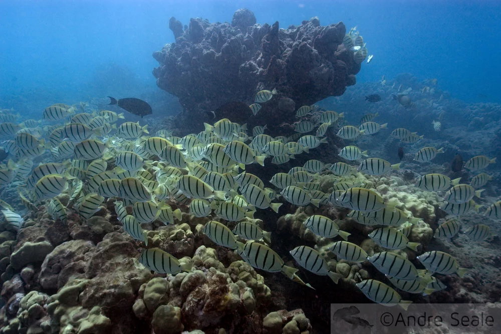 Cardume de peixes em Hanauma Bay