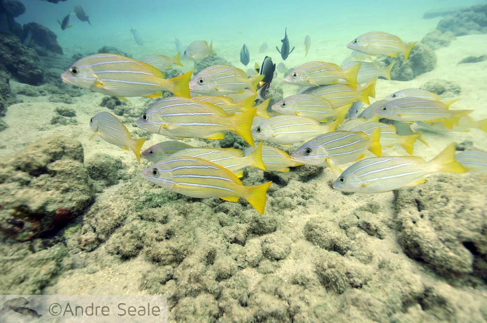 Hanauma Bay - caranhas