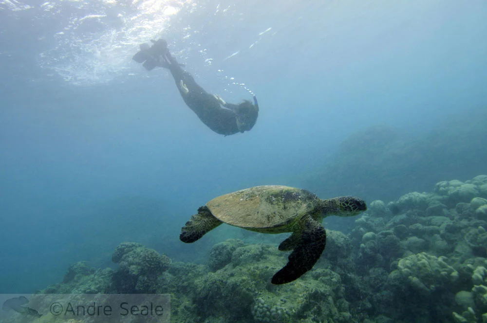 Snorkel em Hanauma Bay - tartaruga marinha