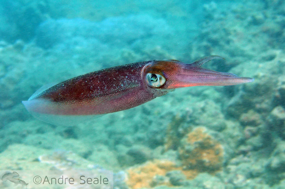 Snorkel em Hanauma Bay - lula