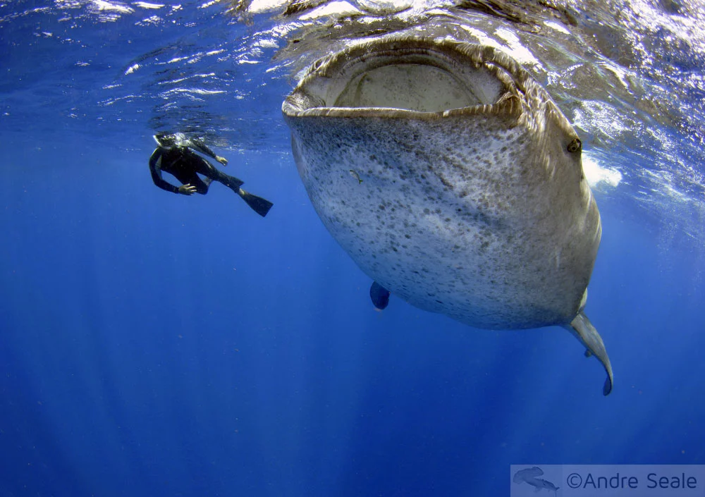 Sustentabilidade do mergulho com Tubarões - tubarão-baleia