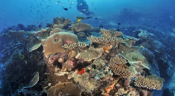Sexta Sub: o stress dos corais da Austrália