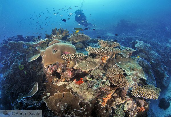 Stress nos corais da GBR Norte
