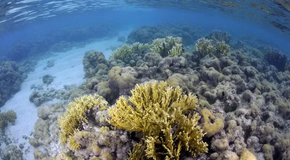 Sexta Sub: os corais (mortos) de Maragogi