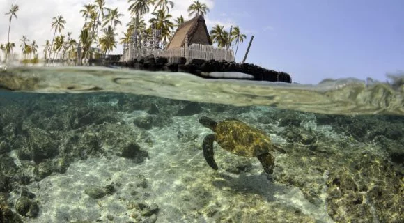 Sexta Sub: snorkel em Honaunau Bay, Big Island
