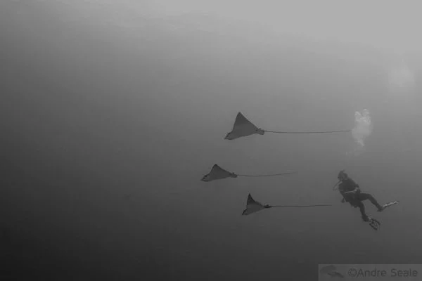 As arraias que mandam no pedaço.