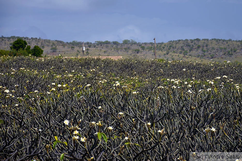 Fazenda de jasmins - Molokai