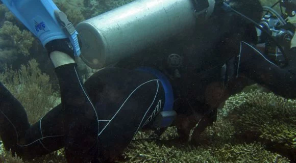 Sexta Sub: como NÃO fotografar um coral