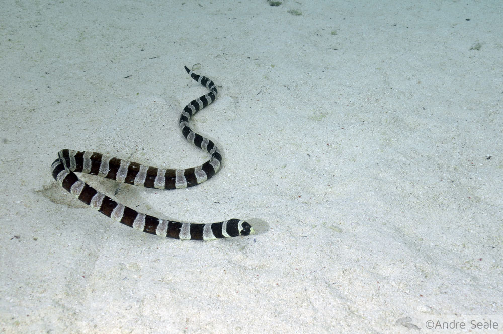 Aquário Natural da Île des Pins - cobra do mar