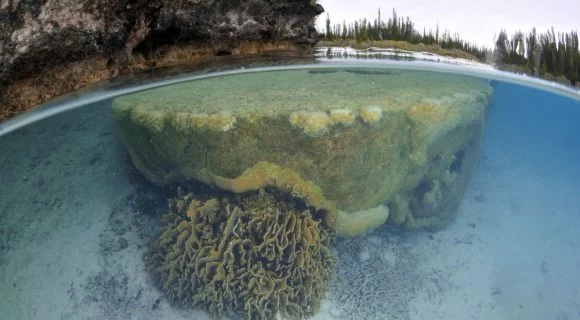 Sexta Sub: Aquário Natural da Île des Pins